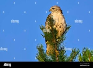 Hawk Roosting 