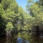 Mangrove Sundarbans